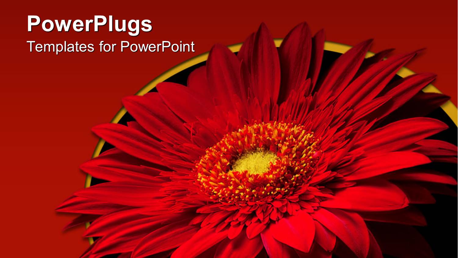 large Red Flower with Red and Black Colored Background