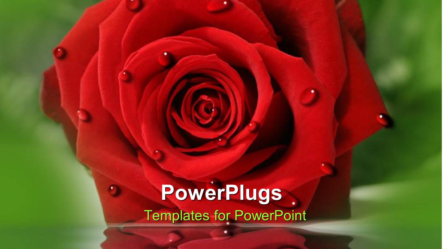 large Red Rose Flower with Droplets of Water on it