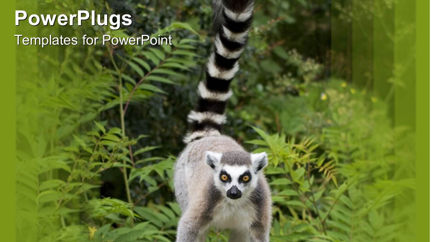 a large Ring Tailed Lemur Standing in its Natural Habitat