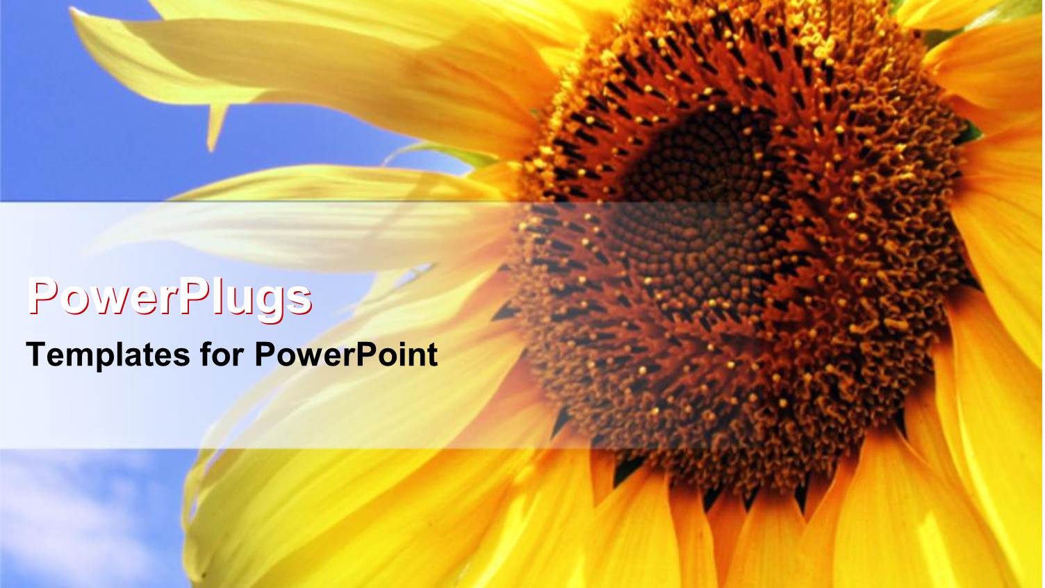 large Sun Flower with a Clear Blue Sky Background