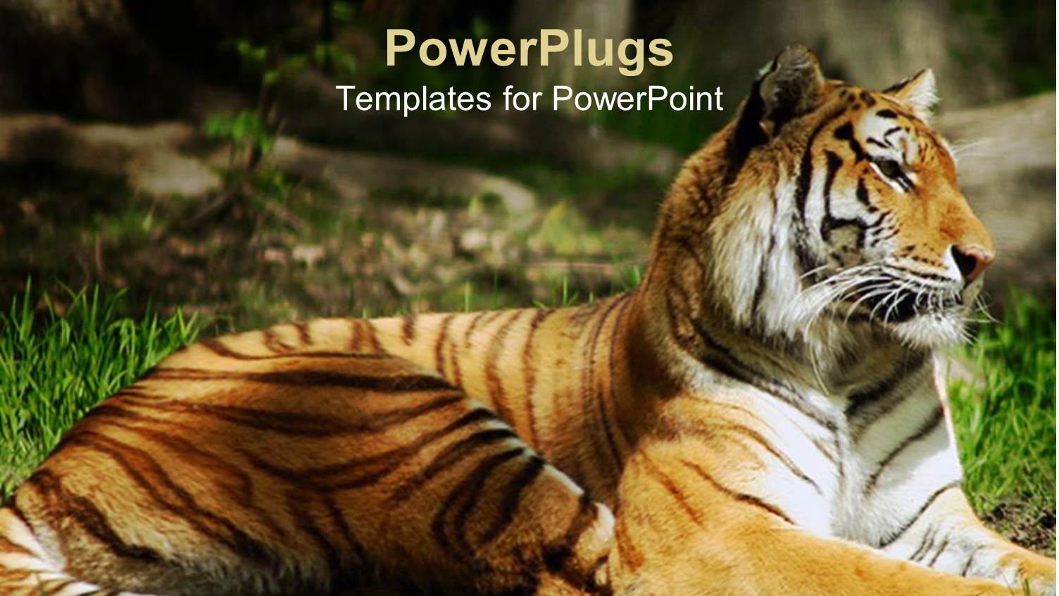 Laying Siberian Tiger on the Ground with Green Grass in Jungle Setting Blurred Background