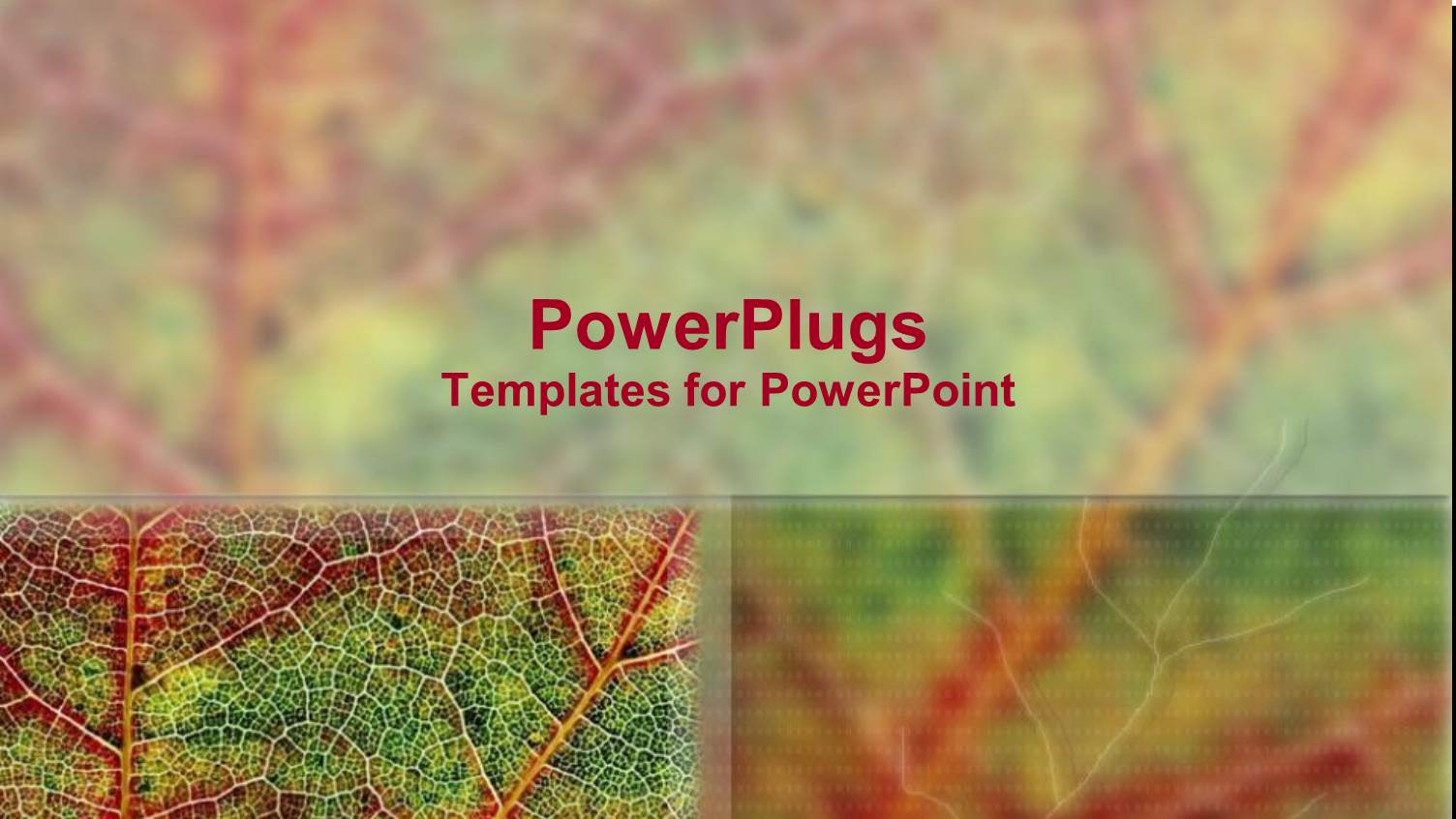 a Leaf Closeup with its Reflection in the Background