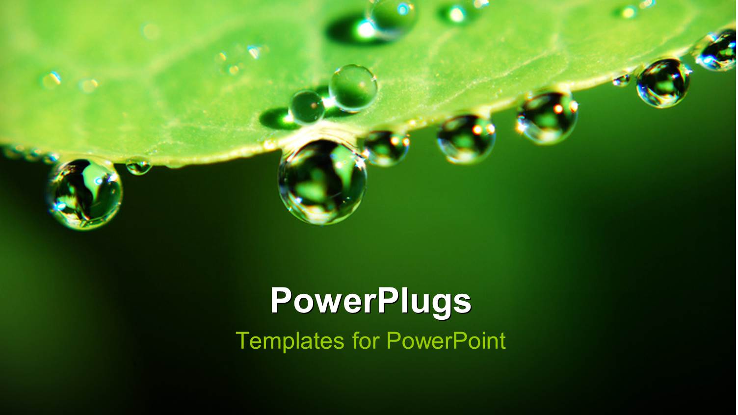 a Leaf with a Number of Water Droplets