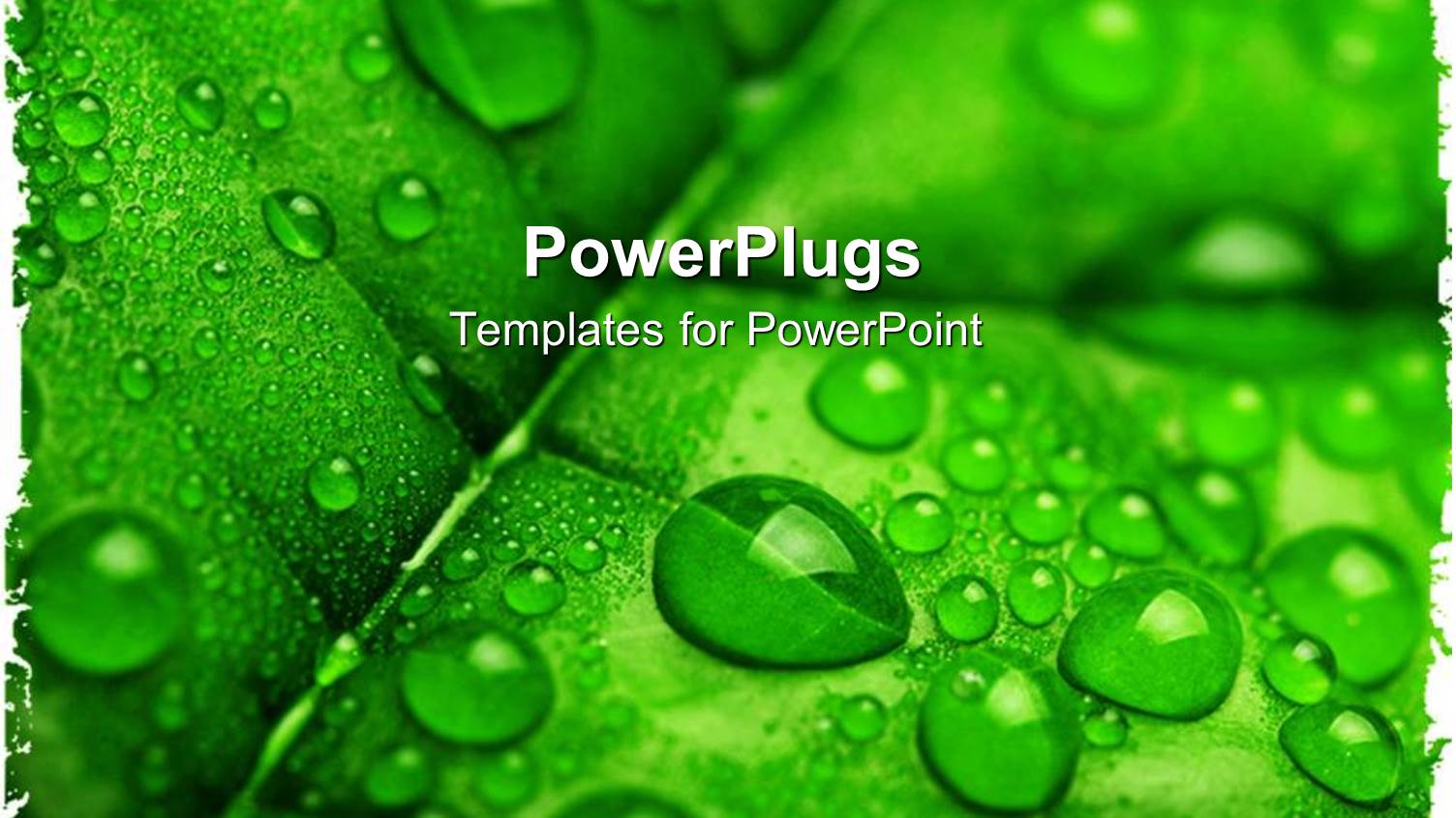 a Leaf with a Number of Water Droplets