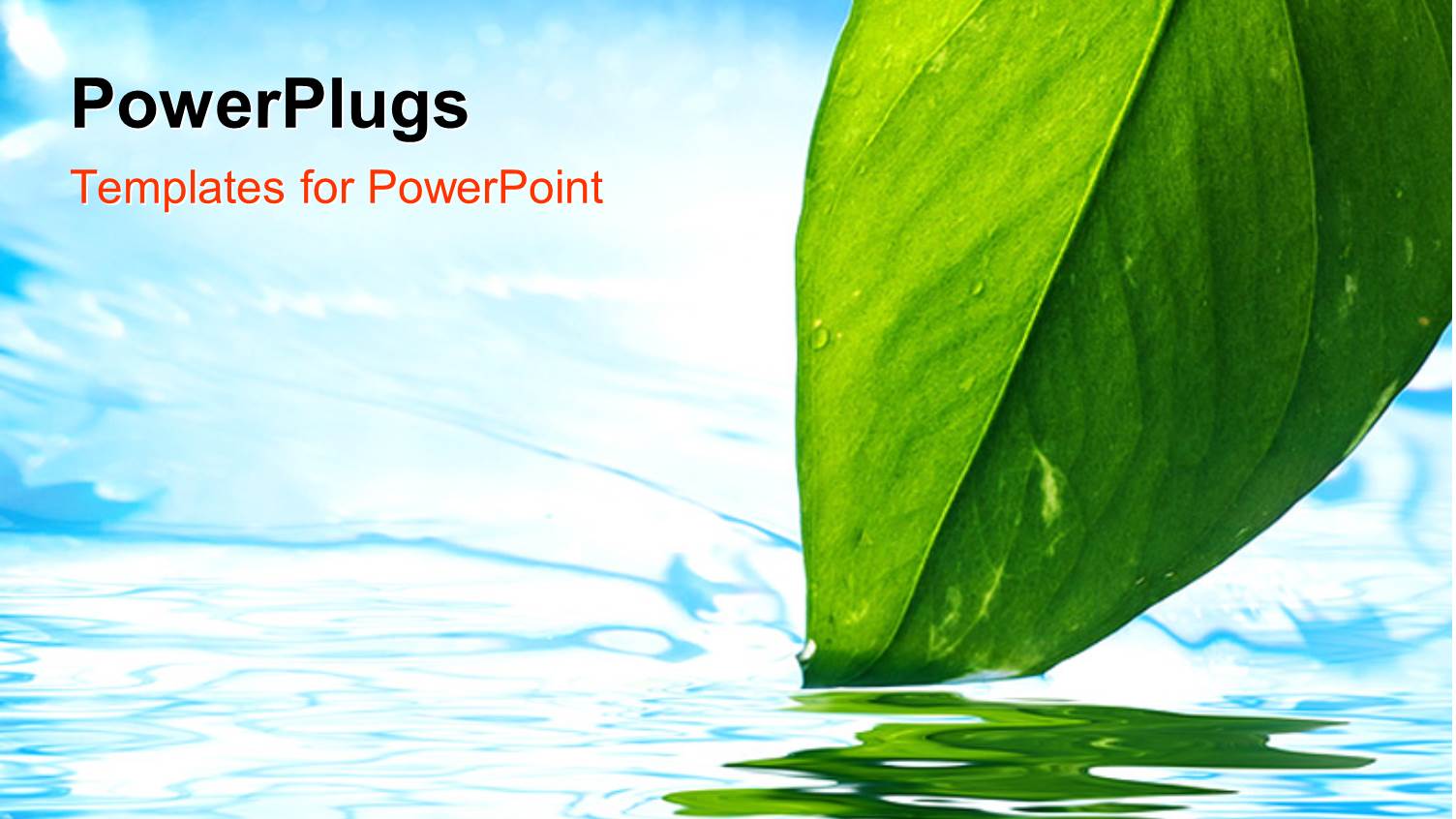 a Leaf in the Water Along with its Reflection