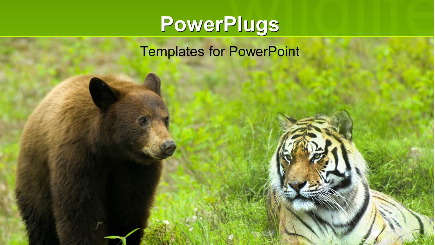 Leopard with Young Brown Bear Together on Grass Field 