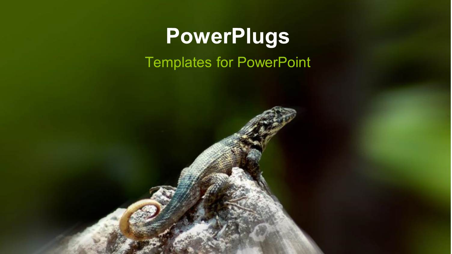 Light Glowing on Chameleon with Heads Up on Rock