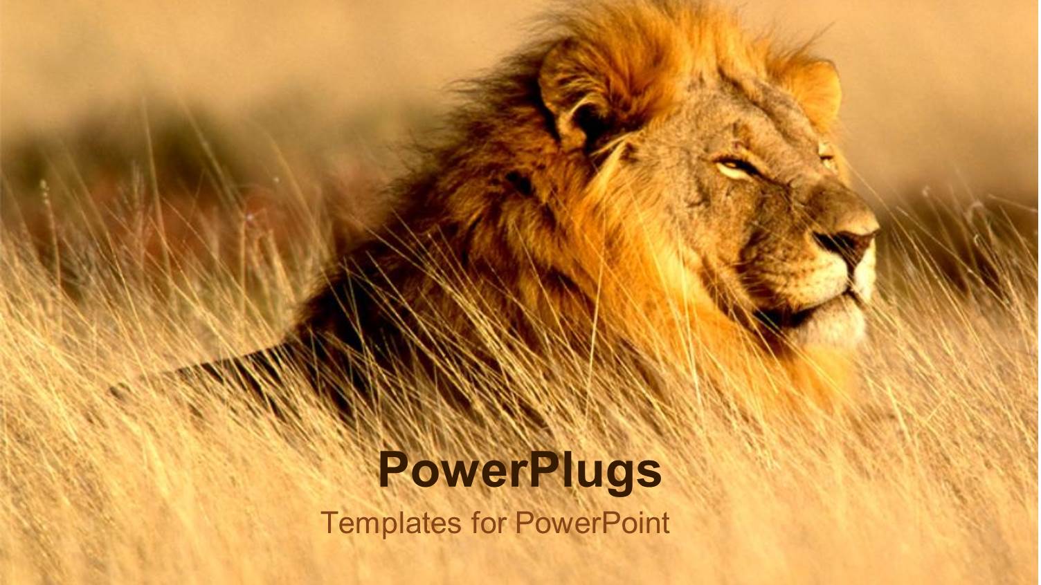 Lion in Desert Top of the Food Chain Power Animals