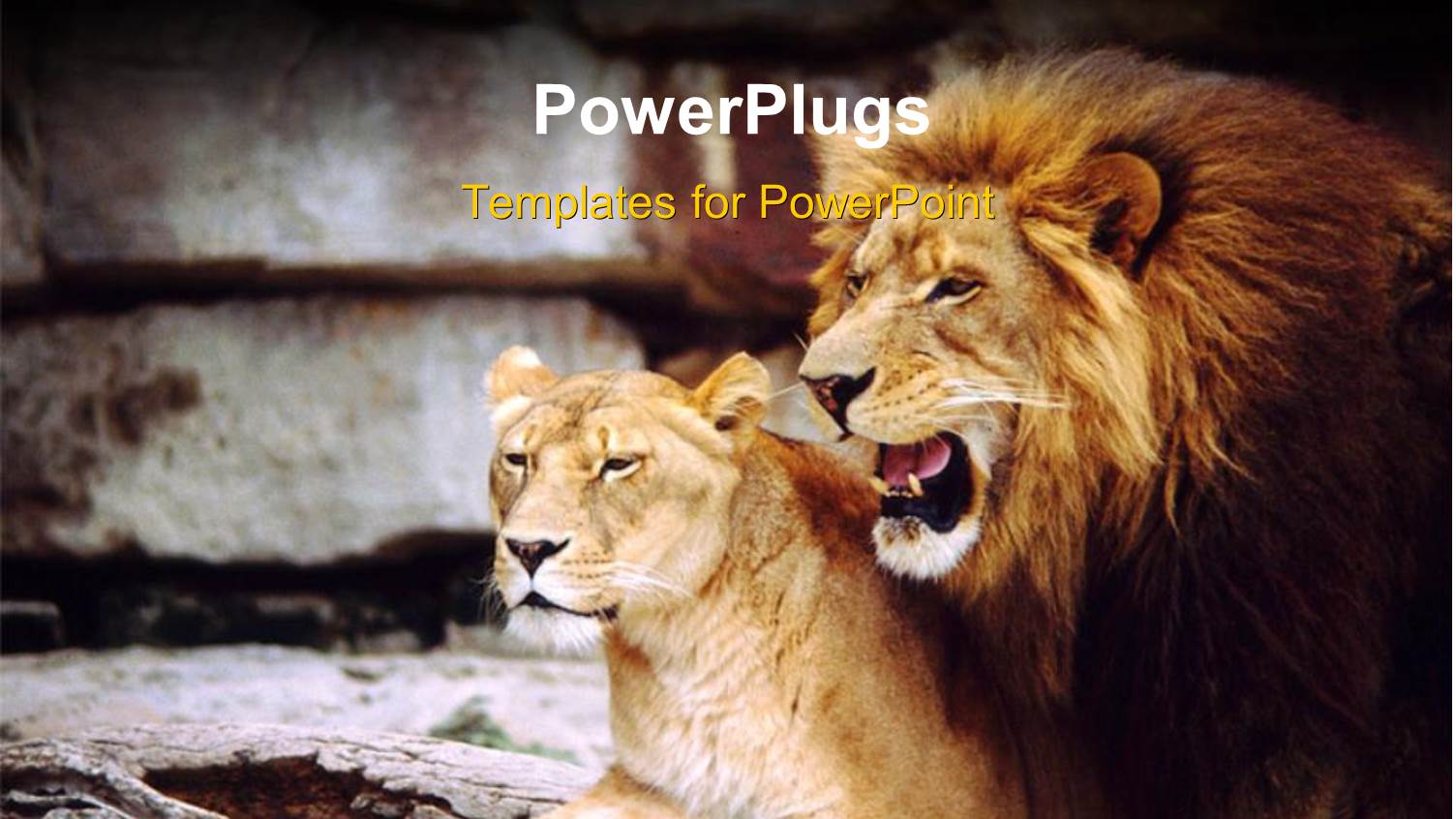 a Lion with a Lioness and Place for Text