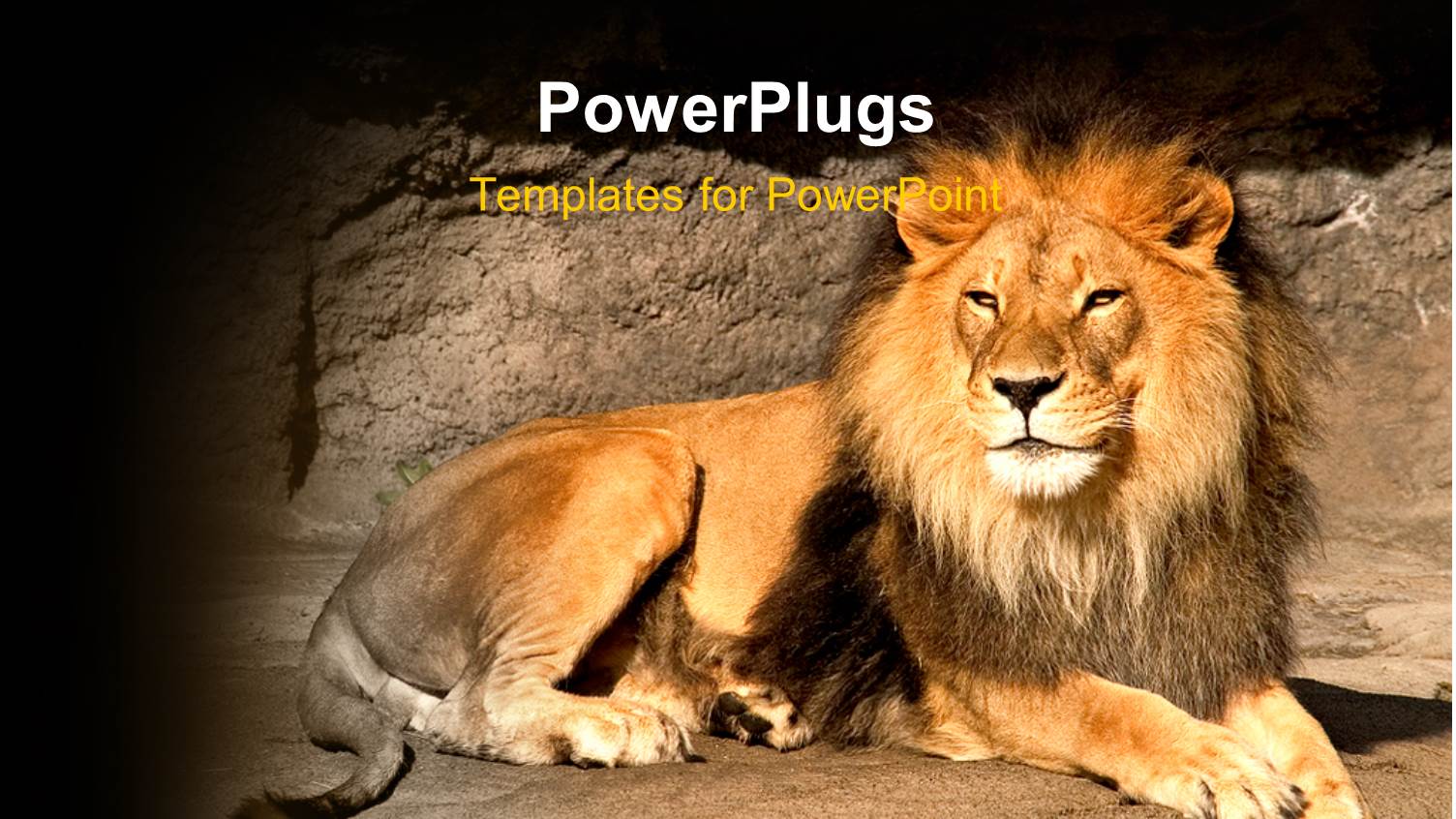 a Lion with Stones in the Background and Place for Text