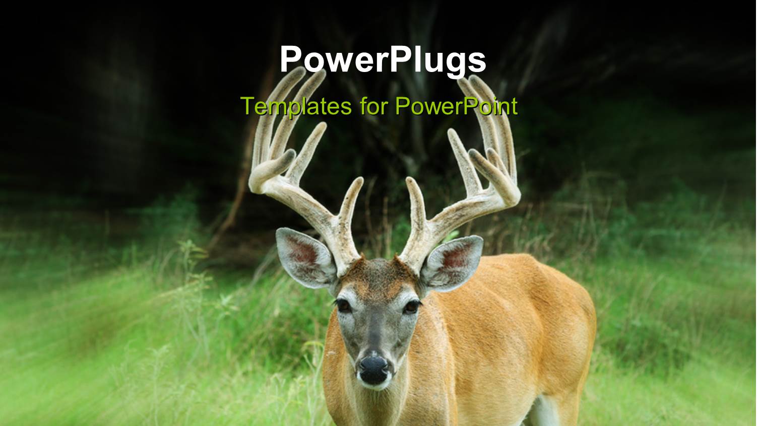 a Long Horned Deer Standing on a Grass Field