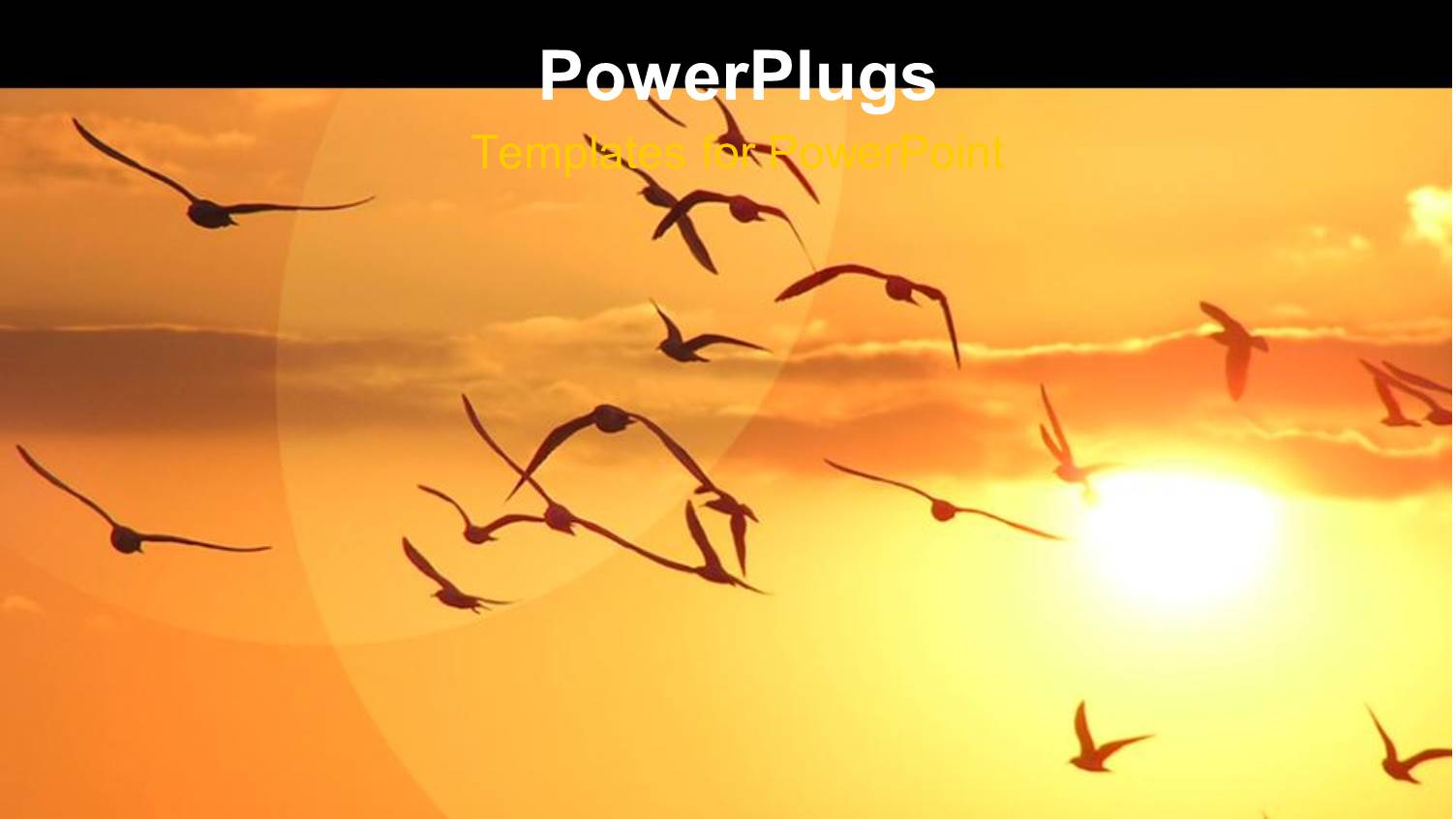 a Lot of Birds in the Air and a Sun in the Background