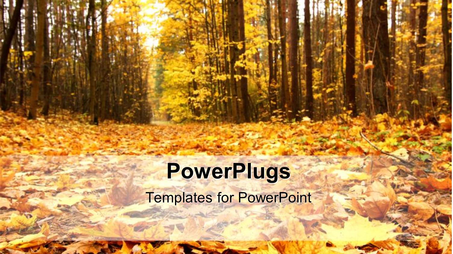 a Lot of Fallen Leaves with Trees in the Background