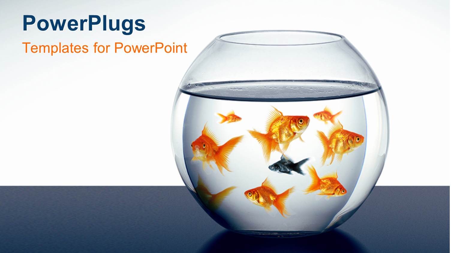 a Lot of Goldfish Swimming in the Aquarium