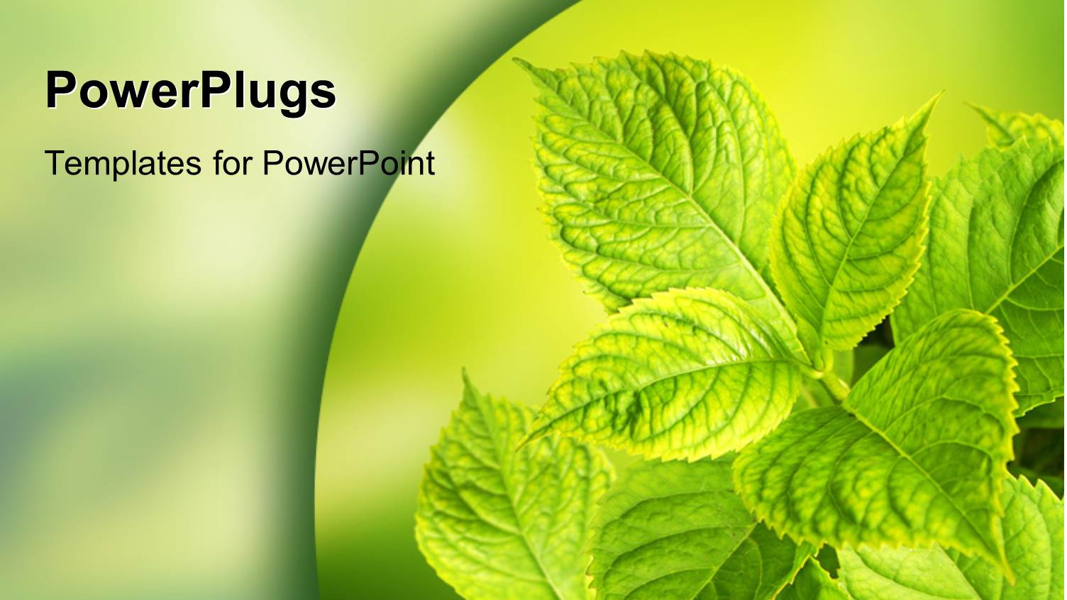 a Lot of Leaves with Greenish Background and Place for Text