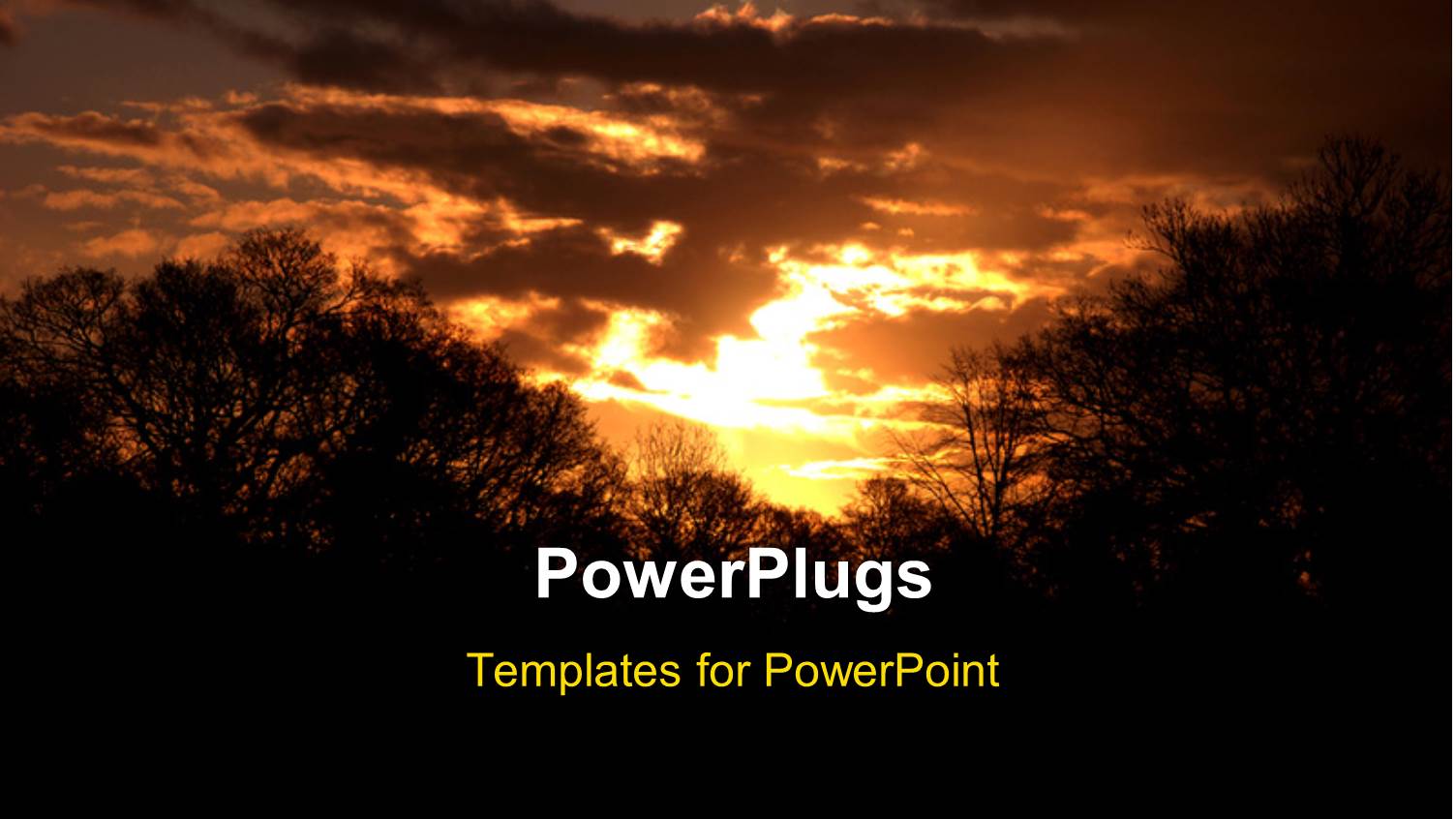 a Lot of Trees with Clouds in the Background