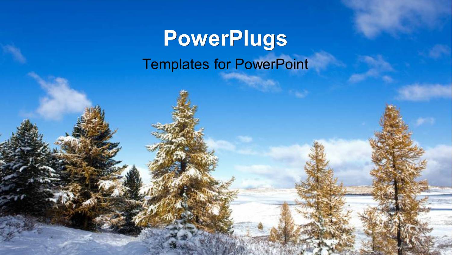 a Lot of Trees and Snow During Winter