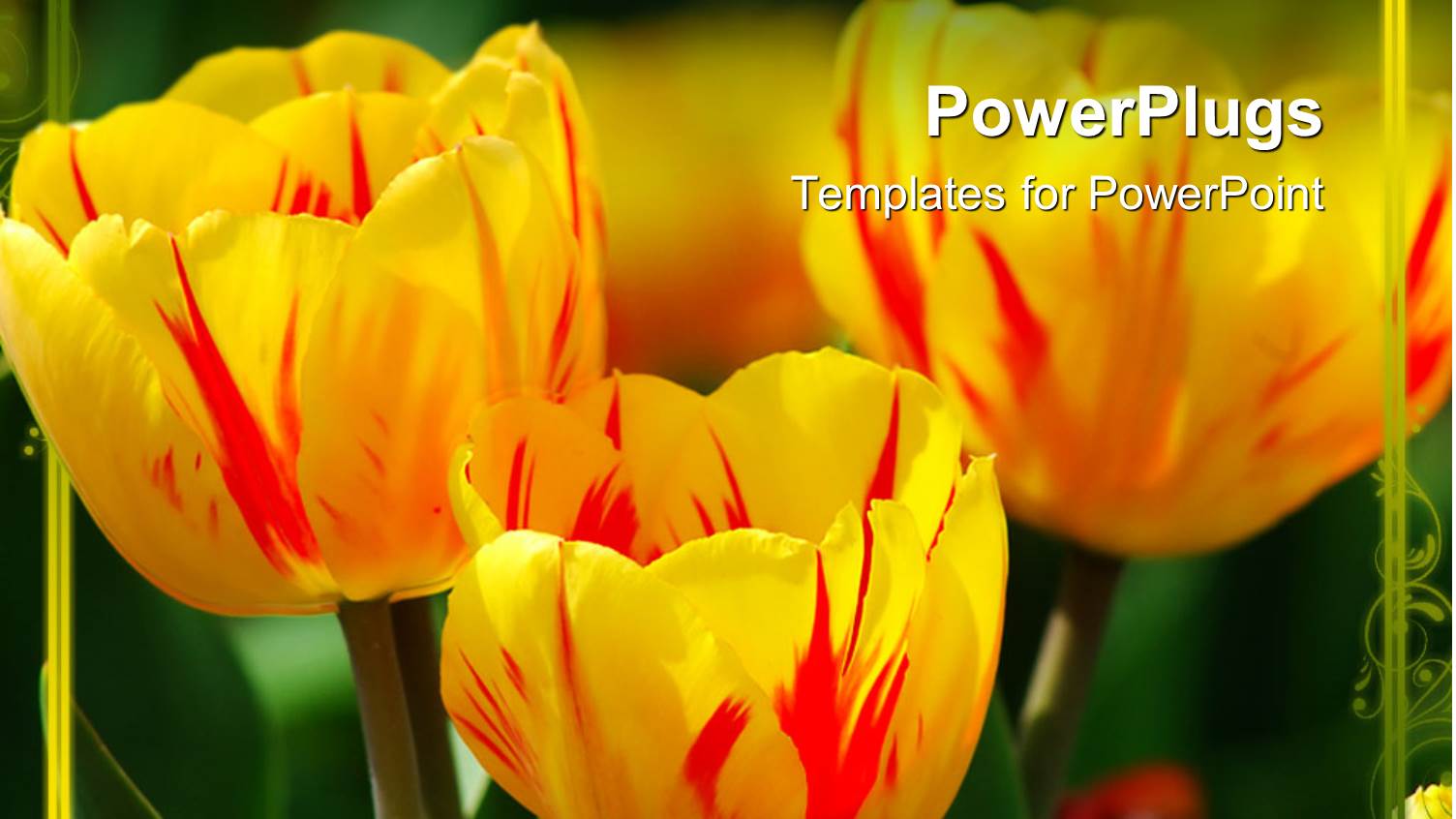 a Lot of Yellow Flowers with Greenish Background