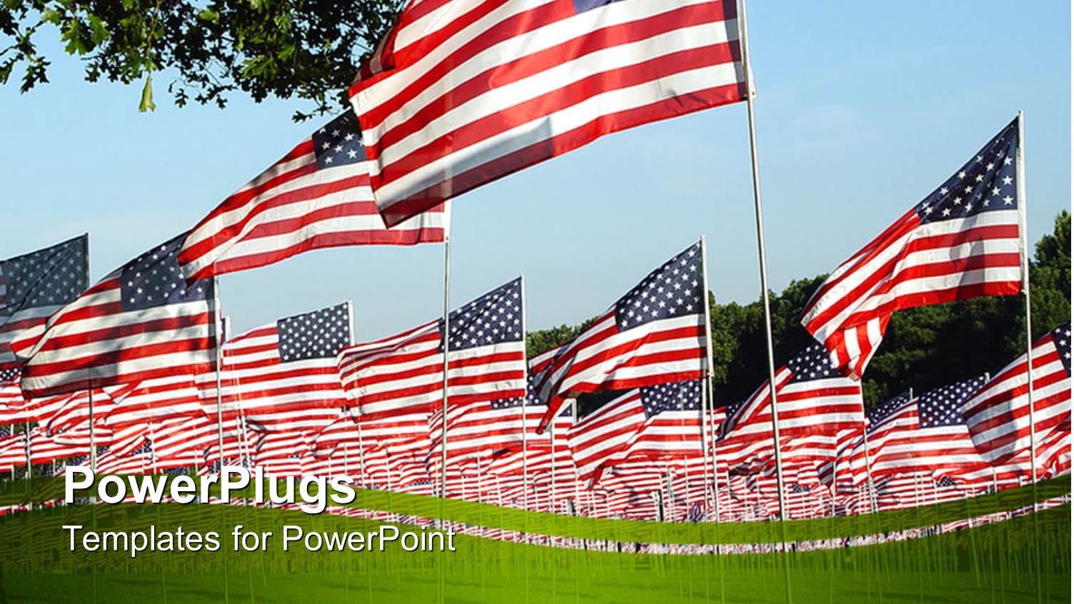 Lots of American Flags on a Wide Green Grass Field