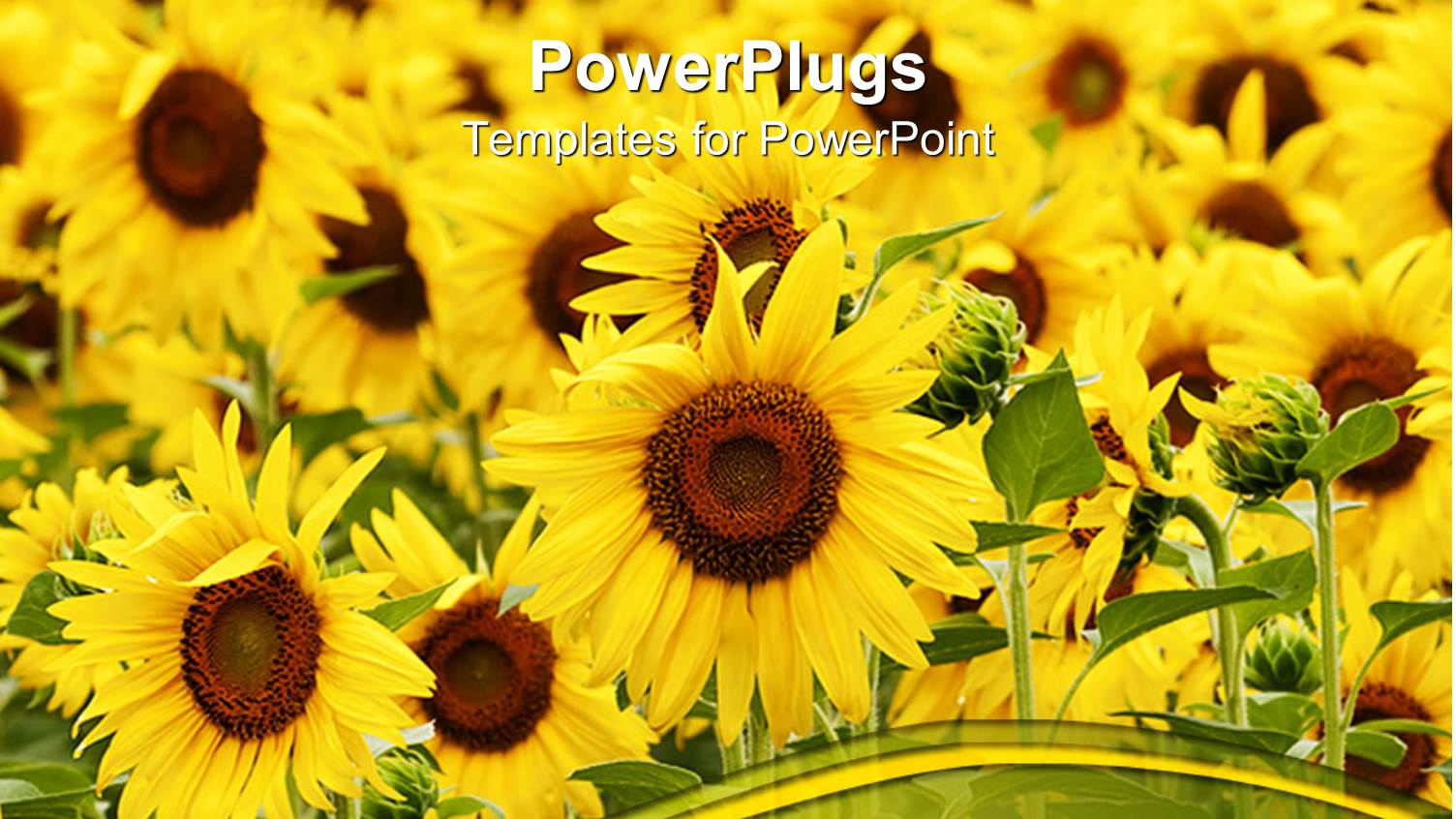 Lots of Beautiful Sun Flowers with Grass of a Field