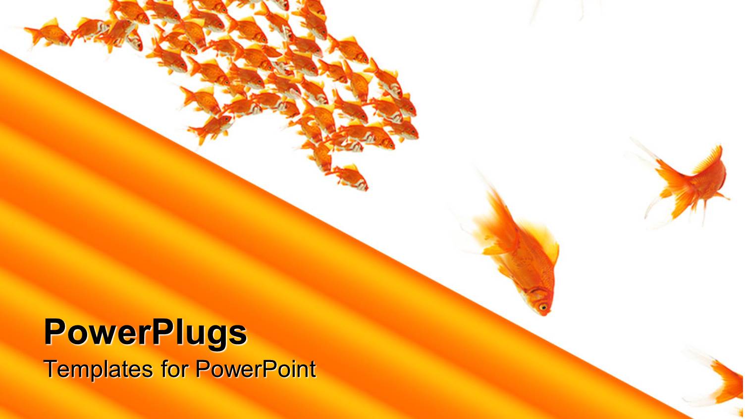 Lots of Gold Fishes on a Whte Surface with Thick Yellow Lines