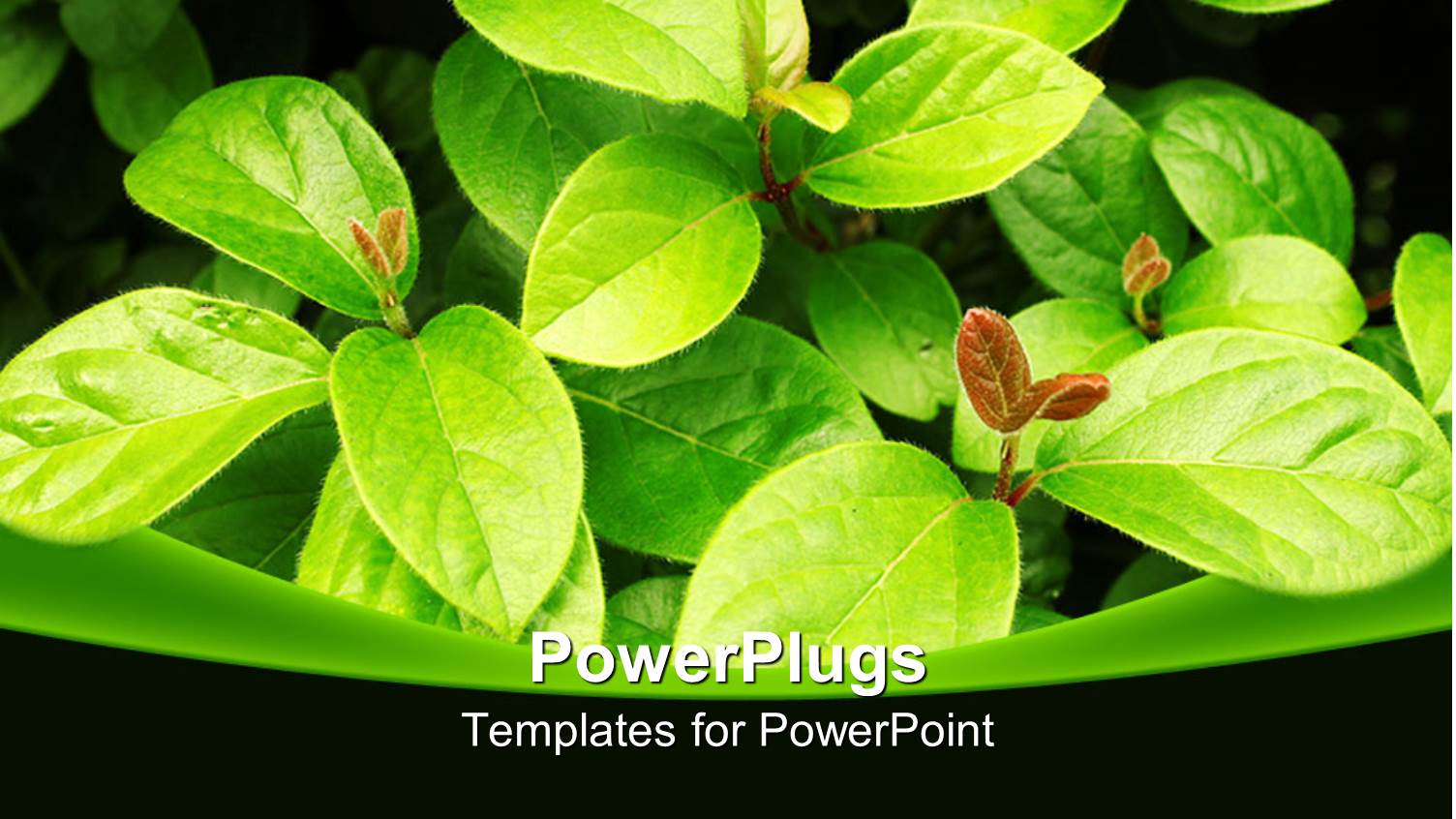 Lots of Green Leaf Plants Growing Together in their Natural Habitat