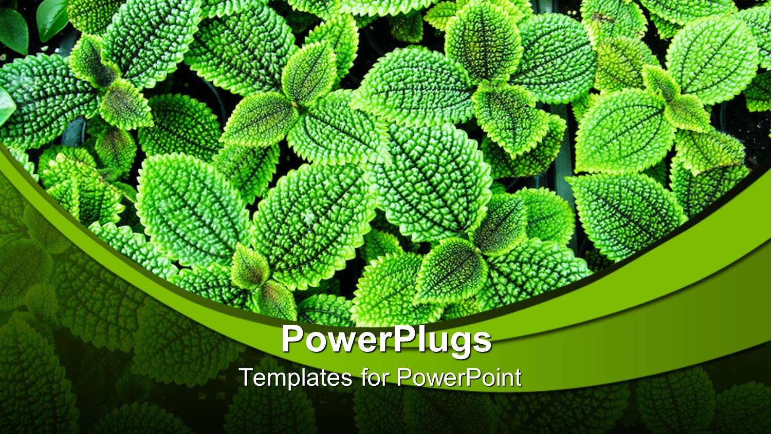 Lots of Green Plants in its Natural Habitat on a Green Background