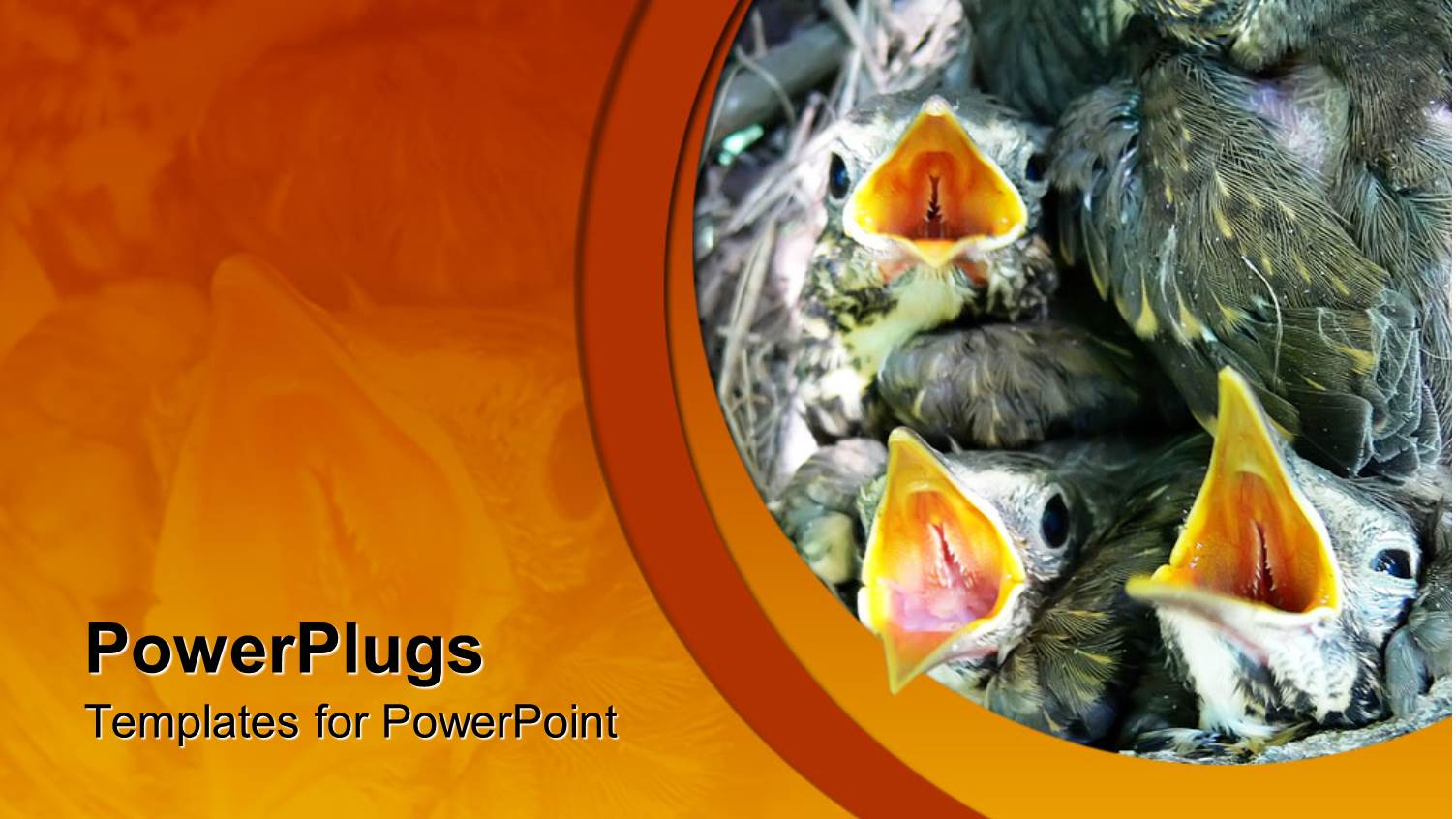 Lots of Newly Born Bird Chicks on a Reflective Orange Background