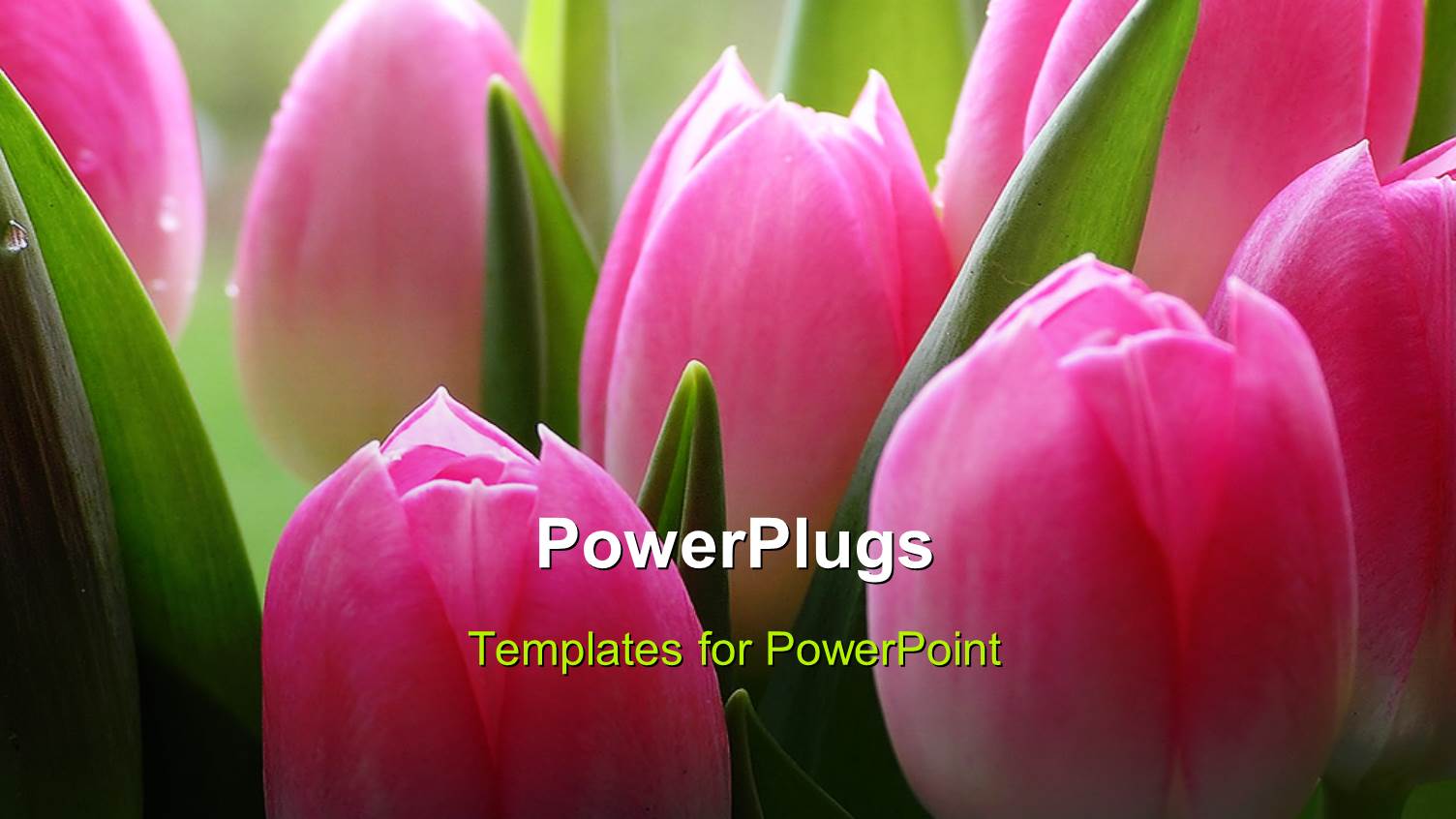 Lots of Pink Tulips a Close-up