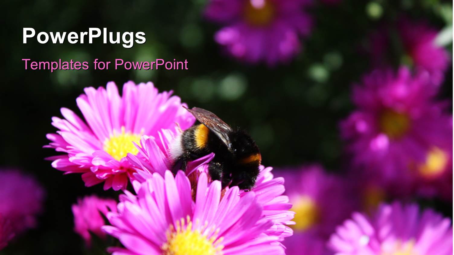 Lots of Purple Colored Flowers with a Bee on it