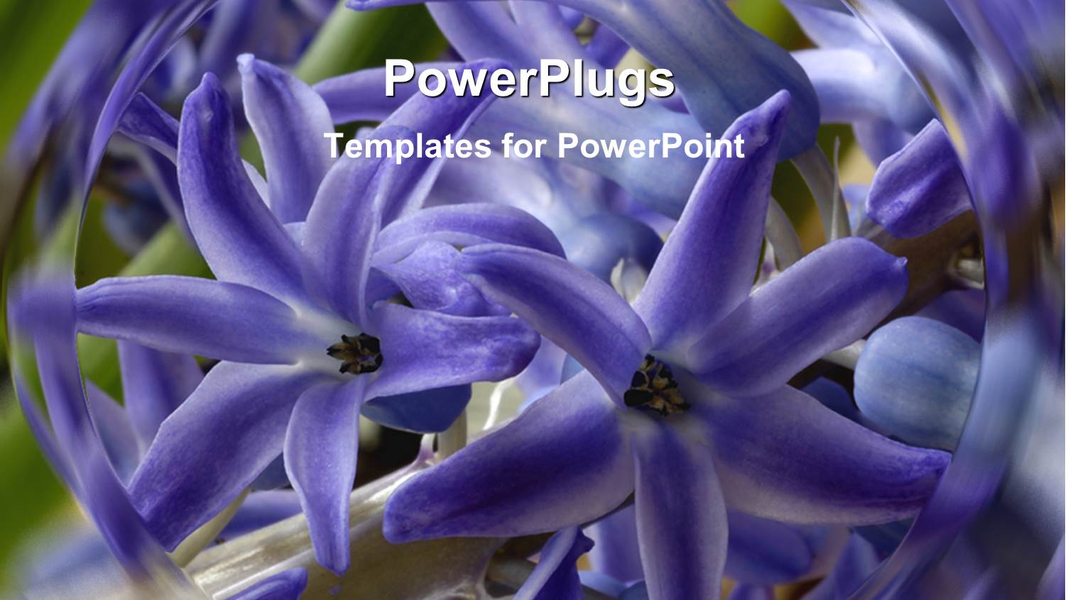 Lots of Purple Flowers with a Swirling Blurry Background