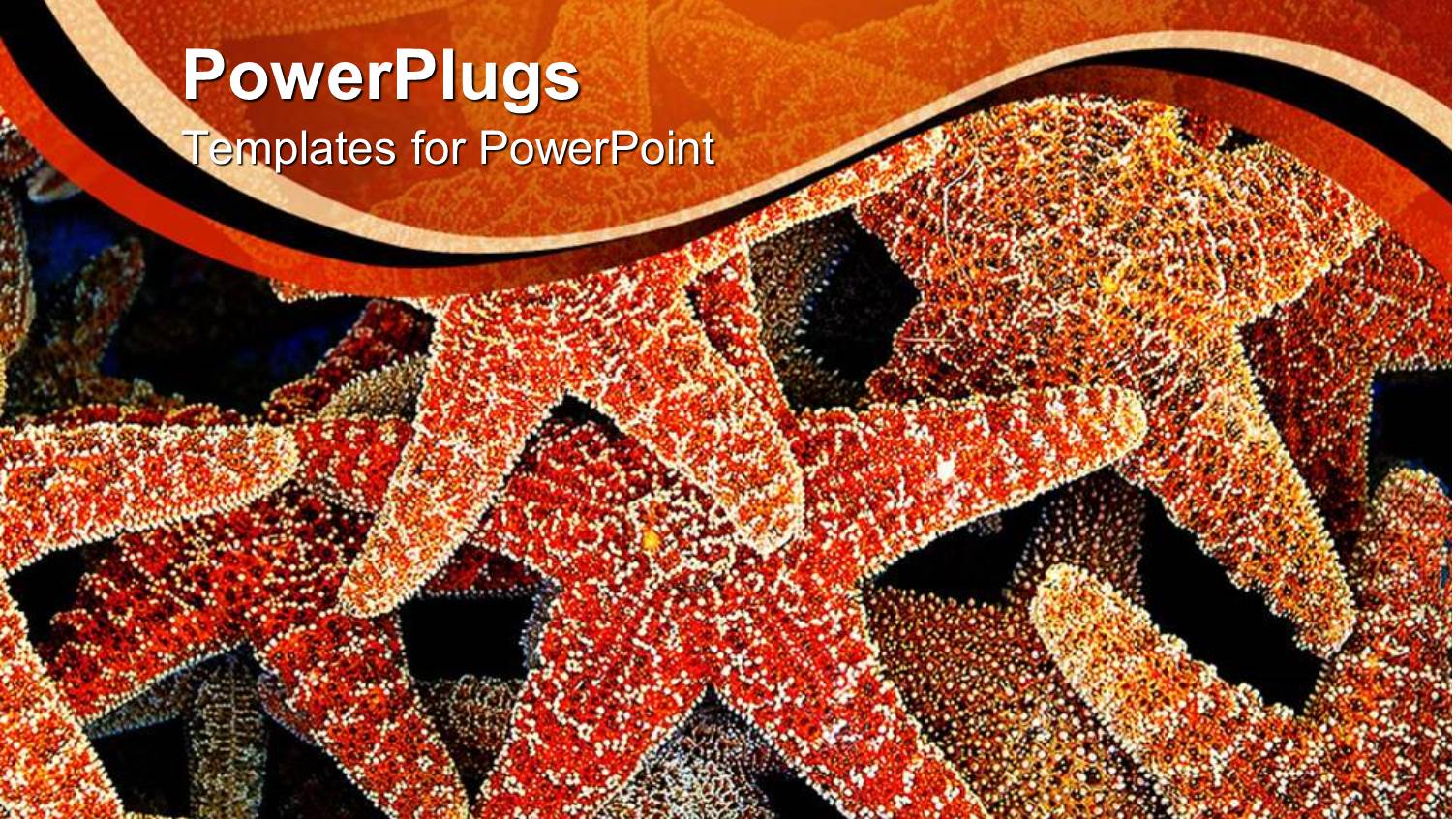 Lots of Red Colored Star Fishes on a Sea Shore