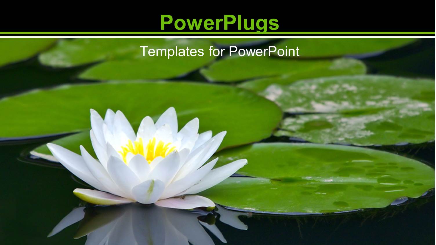 Lots of Sea Leaves and  White Water Lilly on a Pond