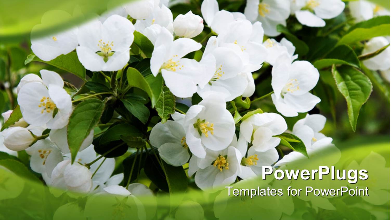 Lots of small White Flowers on a Green Background