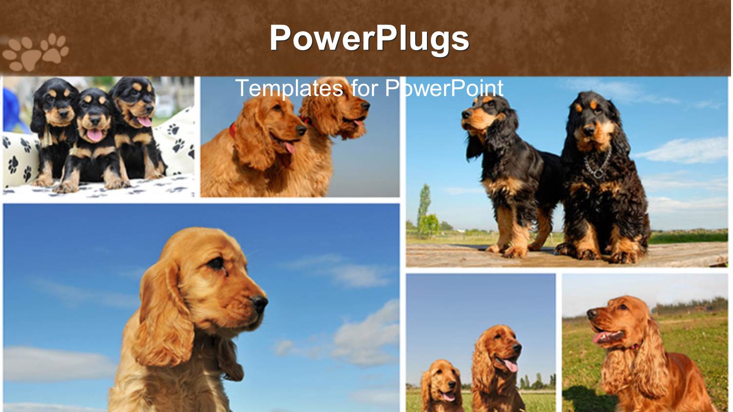 Lots of Tiles Showing Cute Puppies Playing on Grass