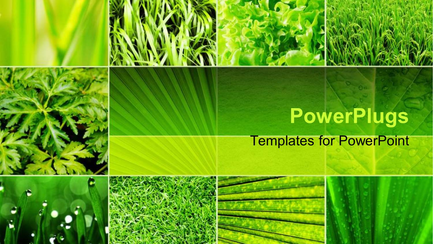 Lots of Tiles Showing Diffeent Green Plants with Different Leaf Shapes