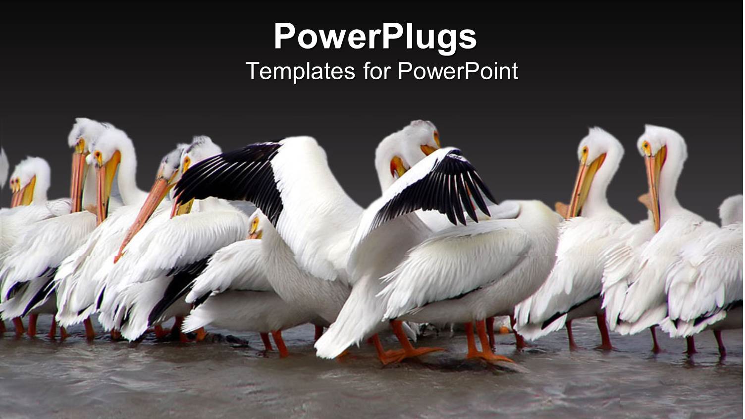 Lots of White Birds on a River Shore Pecking Themselves