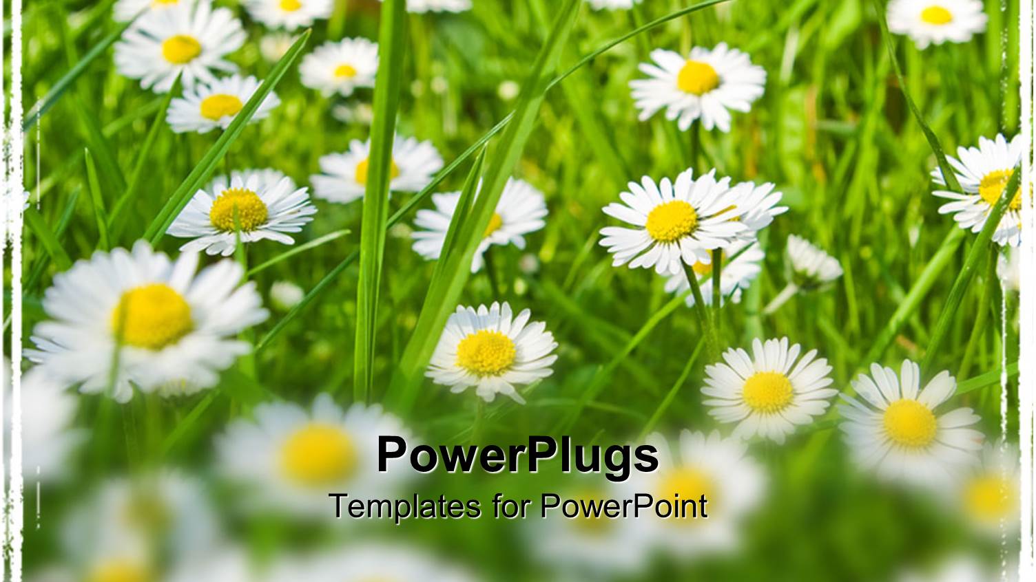 Lots of White Daisies on a Green Grass Field