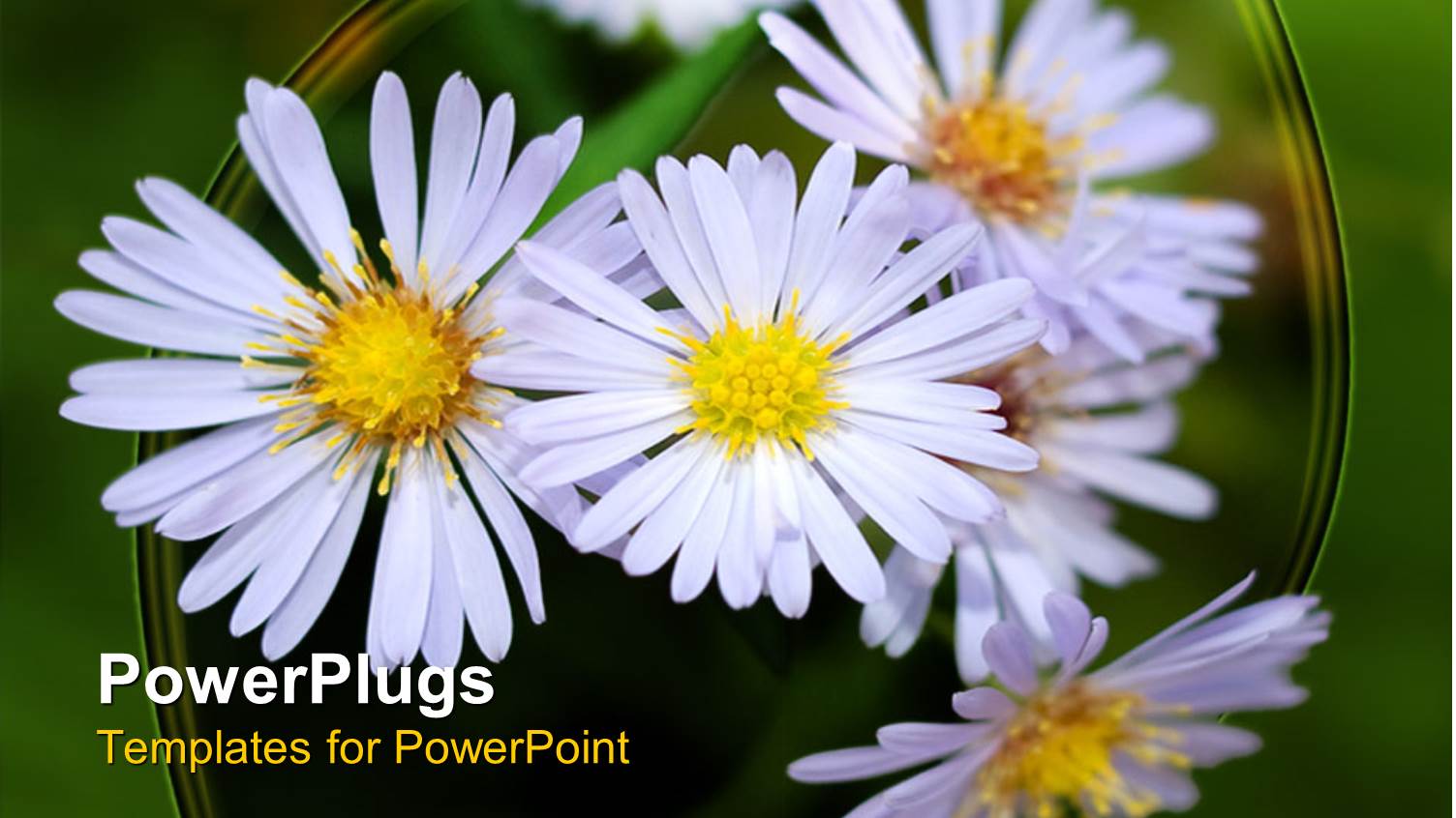 Lots of White Flowers Blossoming on a Green Background