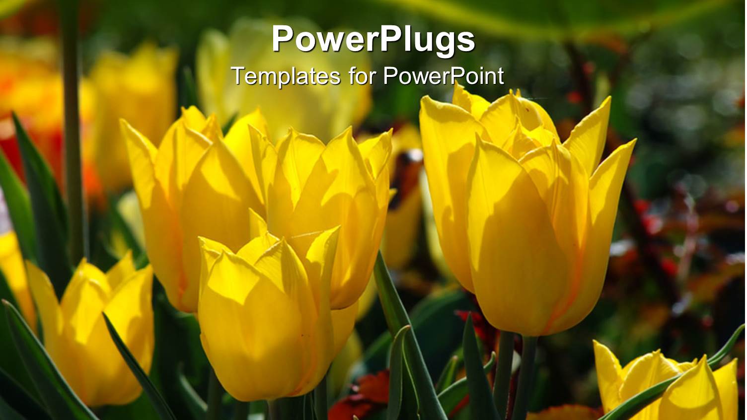 Lots of Yellow Tulips Growing in their Natural Habitat