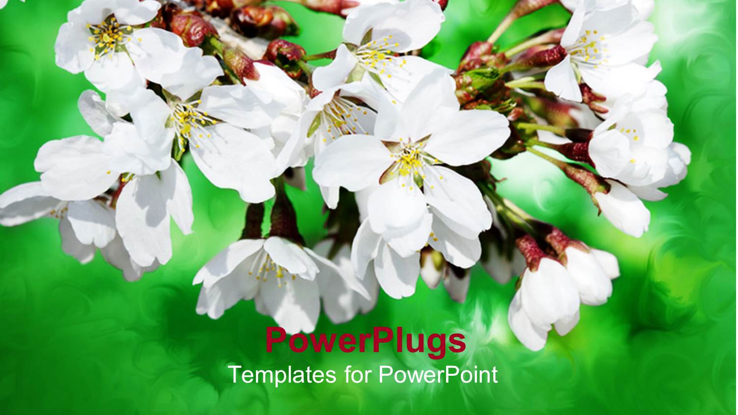 Lovely White and Yellow Flowers with Blurry Green Background