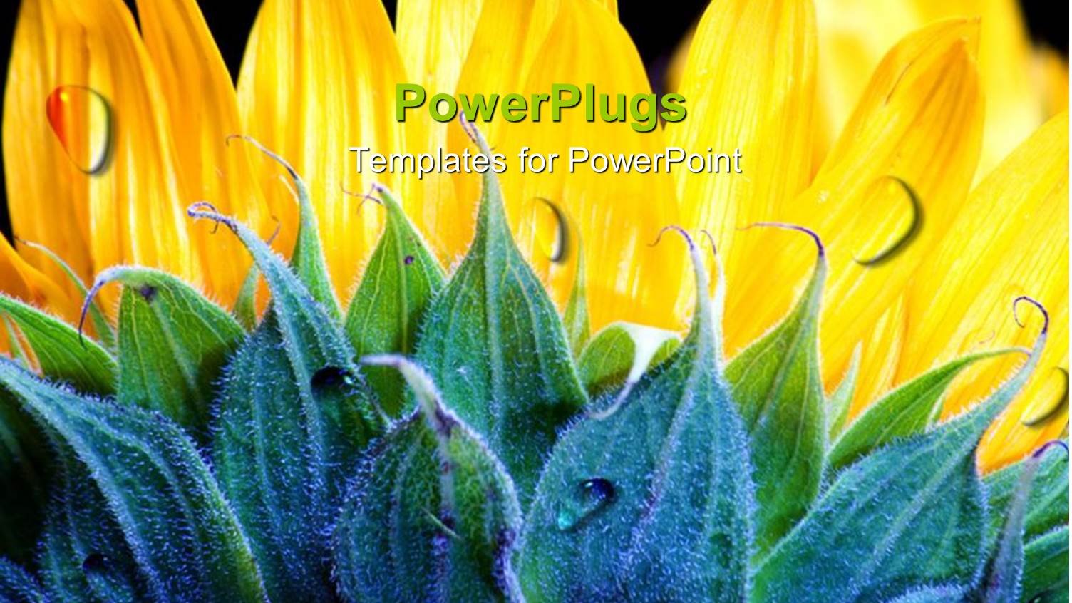 Lovely Yellow and Green Flower on  Black Colored Background