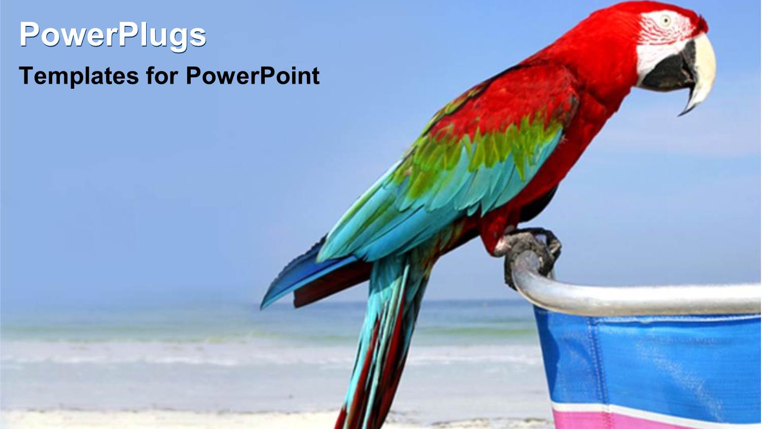 Macaw Perches on Chair Handle Sitting on Beach with Clear Blue Sky