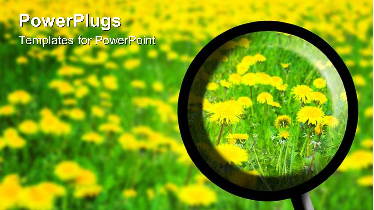 Magnifying Glass Searching Through Flower Field in Spring