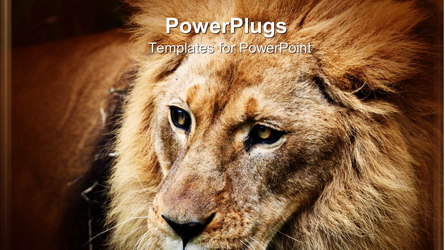 Male Adult Lion with Full Mane on a Brown Background