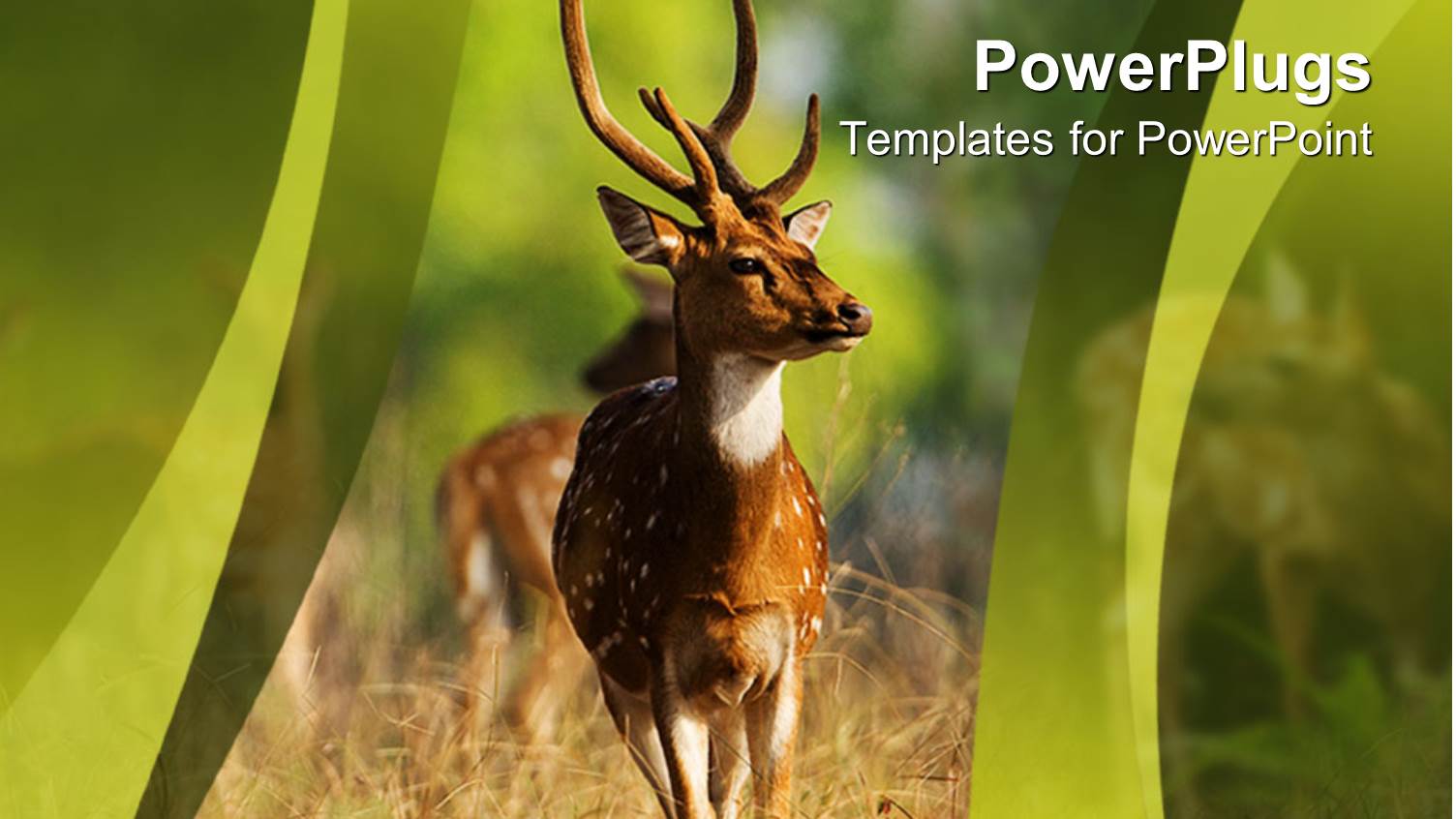 Male Spotted Deer in Field, Green Wave Border