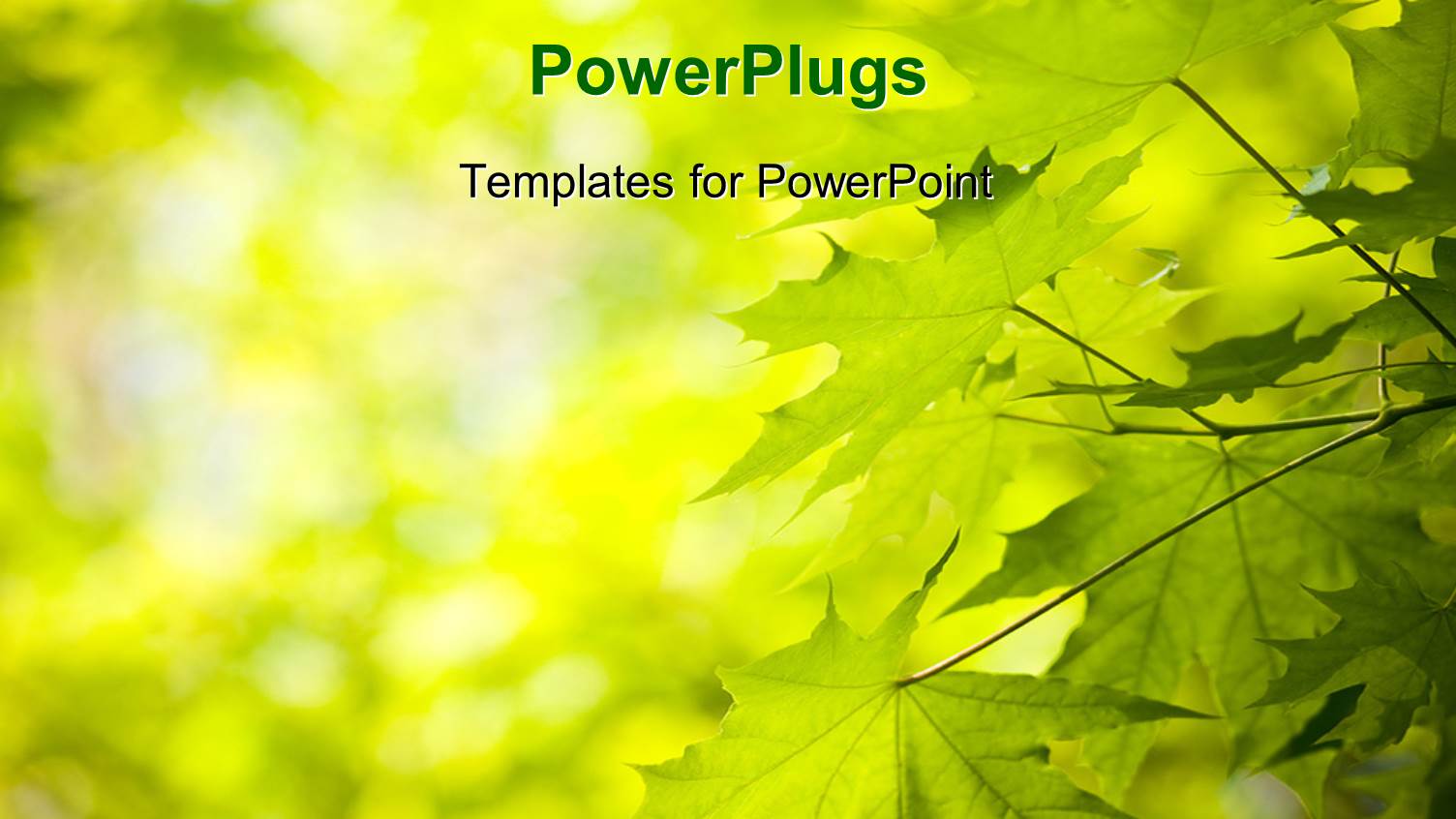 a Number of Green Leaves with Blurr Background