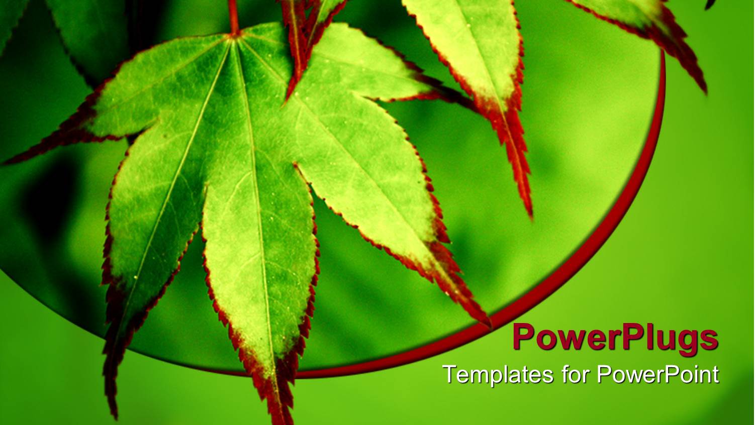 Maple Leaves with Green and Red Pigments on a Green Background