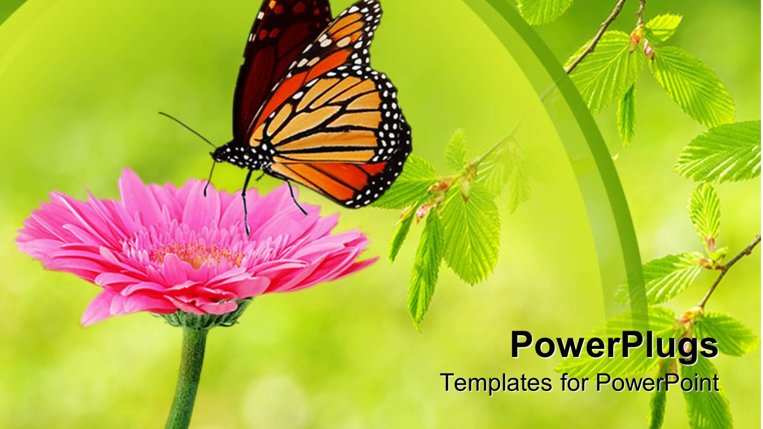 Monarch Butterfly Landing Delicately on Pink Flower