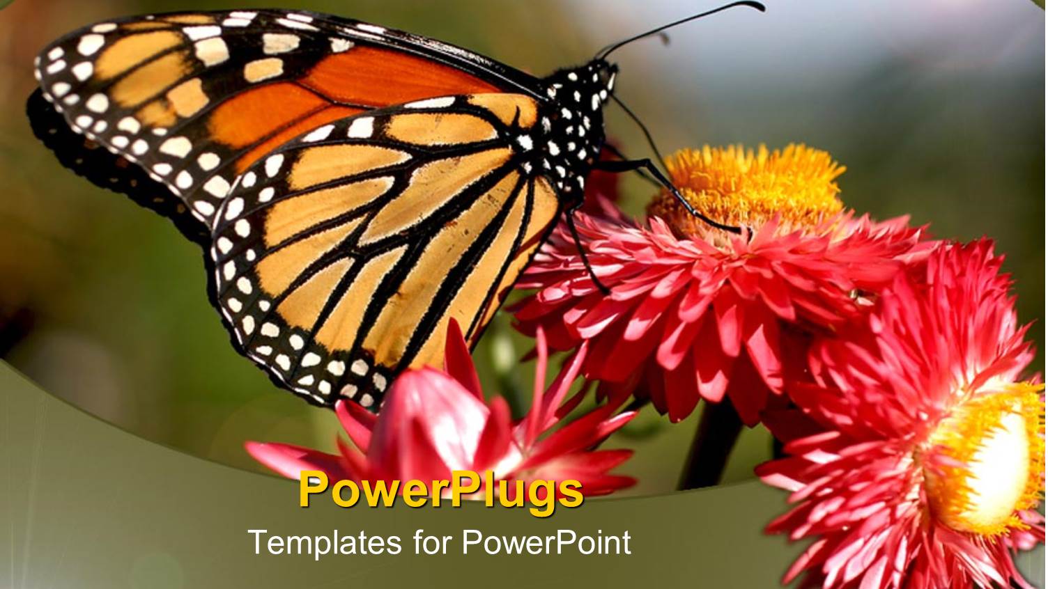 Monarch Butterfly on Red and Orange Flowers, Nature